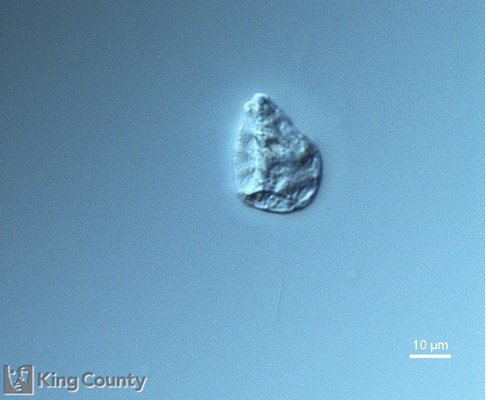 Photo of Ebria tripartita